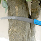 7566 20 inch Pruning Saw With High Carbon Steel Hand Saw Edge Sharpen Teeth With Cover Packing Perfect For Gardening, Grass, Tree Cutting, Plants, Shrubs, Wood, branch cut