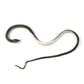 Rubber Snake